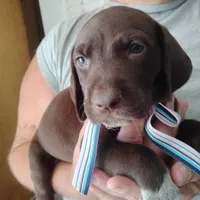 Petunia, a female German Shorthaired Pointer for sale in Defuniak Springs, FL – 1 of 8