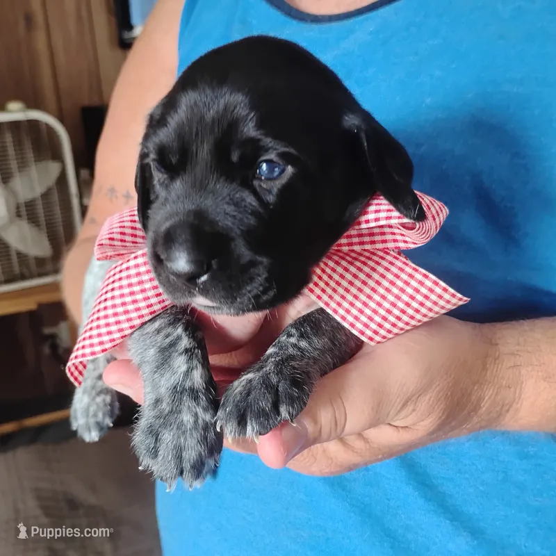 Strawberry Shortcake – German Shorthaired Pointer puppy for sale in Defuniak Springs, FL