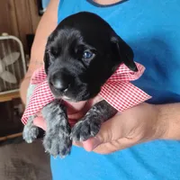 Strawberry Shortcake, a female German Shorthaired Pointer for sale in Defuniak Springs, FL – 1 of 8