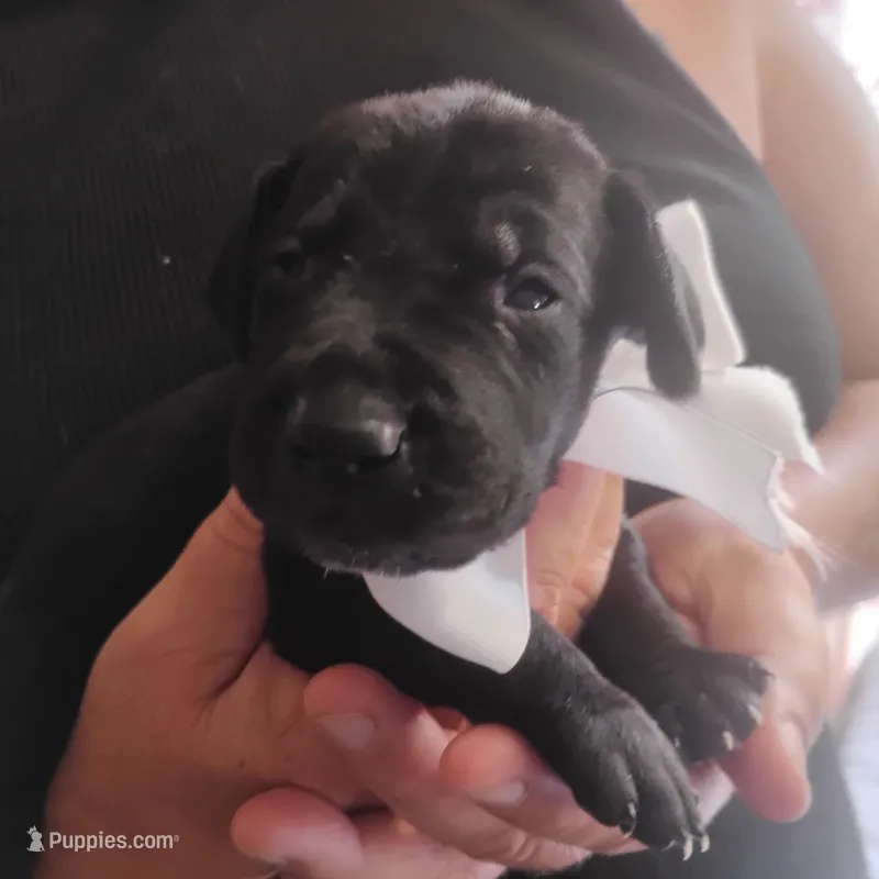 Will – German Shorthaired Pointer puppy for sale in Defuniak Springs, FL