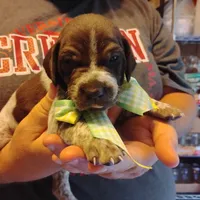 Marvin Martian , a male German Shorthaired Pointer for sale in Defuniak Springs, FL – 5 of 8
