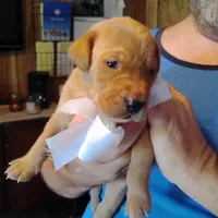 Ollie, a male Labrador Retriever for sale in Defuniak Springs, FL – 3 of 8
