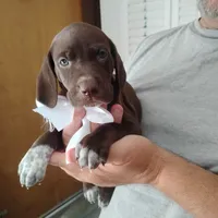 Tweety, a female German Shorthaired Pointer for sale in Defuniak Springs, FL – 6 of 10