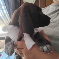 Tweety, a female German Shorthaired Pointer for sale in Defuniak Springs, FL – 9 of 10