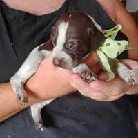 Amber Jack , a male German Shorthaired Pointer for sale in Defuniak Springs, FL – 1 of 7