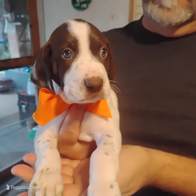 Horace – German Shorthaired Pointer puppy for sale in Defuniak Springs, FL