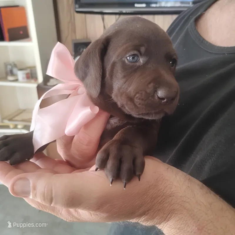 Bethany – German Shorthaired Pointer puppy for sale in Defuniak Springs, FL