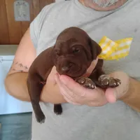 Abigail, a female German Shorthaired Pointer for sale in Defuniak Springs, FL – 7 of 9