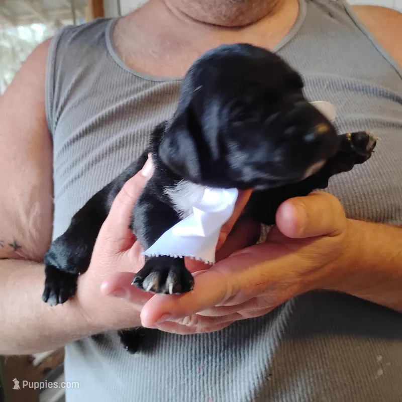Emmett  – German Shorthaired Pointer puppy for sale in Defuniak Springs, FL