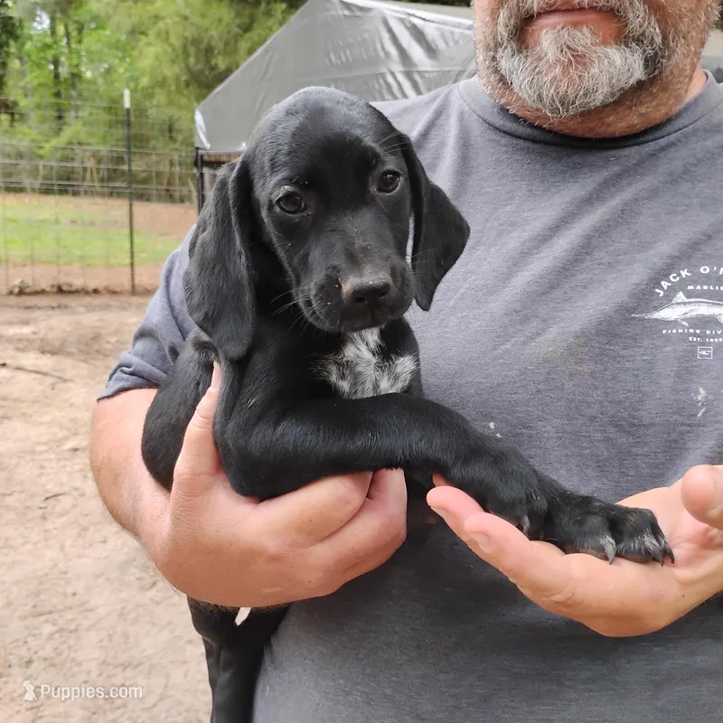 Emmett  – German Shorthaired Pointer puppy for sale in Defuniak Springs, FL