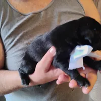 Emmett , a male German Shorthaired Pointer for sale in Defuniak Springs, FL – Photo 5 of 5