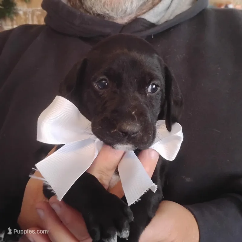 Emmett  – German Shorthaired Pointer puppy for sale in Defuniak Springs, FL