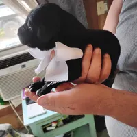 Emmett , a male German Shorthaired Pointer for sale in Defuniak Springs, FL – Photo 4 of 5