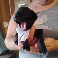 Emmett , a male German Shorthaired Pointer for sale in Defuniak Springs, FL – Photo 2 of 5
