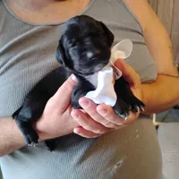 Emmett , a male German Shorthaired Pointer for sale in Defuniak Springs, FL – Photo 3 of 5