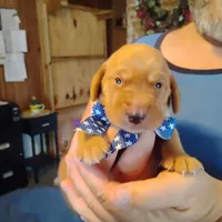Jeffrey , a male Labrador Retriever for sale in Defuniak Springs, FL – 2 of 7