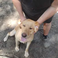 Winston, a male Labrador Retriever for sale in Defuniak Springs, FL – 2 of 4