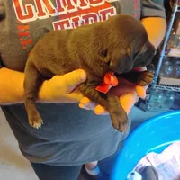 Speedy Gonzales, a male German Shorthaired Pointer for sale in Defuniak Springs, FL – 2 of 6