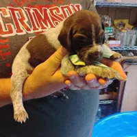 Marvin Martian , a male German Shorthaired Pointer for sale in Defuniak Springs, FL – 4 of 8