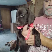 Speedy Gonzales, a male German Shorthaired Pointer for sale in Defuniak Springs, FL – 7 of 7