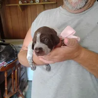 Genevieve, a female German Shorthaired Pointer for sale in Defuniak Springs, FL – 5 of 10