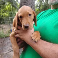 Woodrow, a male Labrador Retriever for sale in Defuniak Springs, FL – 9 of 9