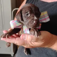 Remora, a female German Shorthaired Pointer for sale in Defuniak Springs, FL – 3 of 6