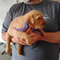 Violet , a female Labrador Retriever for sale in Defuniak Springs, FL – 4 of 6