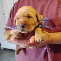 Violet , a female Labrador Retriever for sale in Defuniak Springs, FL – Photo 6 of 6