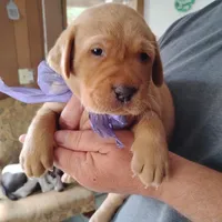 Violet , a female Labrador Retriever for sale in Defuniak Springs, FL – 3 of 6