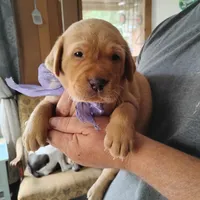 Violet , a female Labrador Retriever for sale in Defuniak Springs, FL – 6 of 6