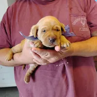 Violet , a female Labrador Retriever for sale in Defuniak Springs, FL – Photo 2 of 6