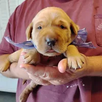 Violet , a female Labrador Retriever for sale in Defuniak Springs, FL – Photo 4 of 6