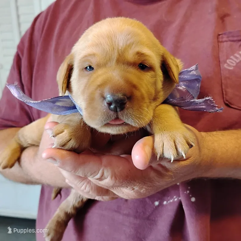 Violet  – Labrador Retriever puppy for sale in Defuniak Springs, FL