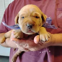 Violet , a female Labrador Retriever for sale in Defuniak Springs, FL – Photo 1 of 6