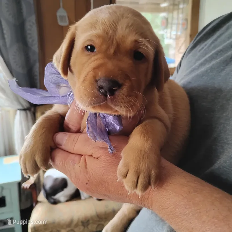 Violet  – Labrador Retriever puppy for sale in Defuniak Springs, FL