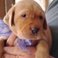 Violet , a female Labrador Retriever for sale in Defuniak Springs, FL – 2 of 6