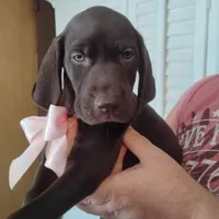Guppy, a female German Shorthaired Pointer for sale in Defuniak Springs, FL – 8 of 8
