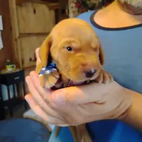 Jeffrey , a male Labrador Retriever for sale in Defuniak Springs, FL – 3 of 7