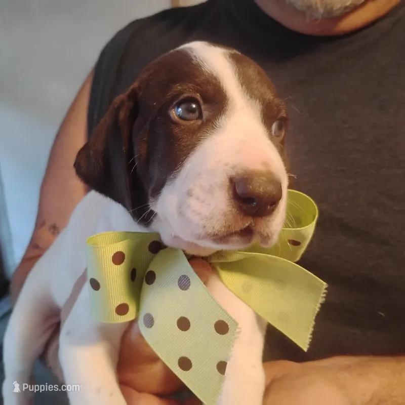 Sebastian  – German Shorthaired Pointer puppy for sale in Defuniak Springs, FL