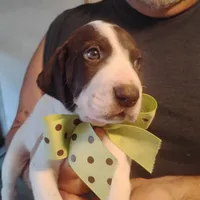 Sebastian , a male German Shorthaired Pointer for sale in Defuniak Springs, FL – 5 of 10