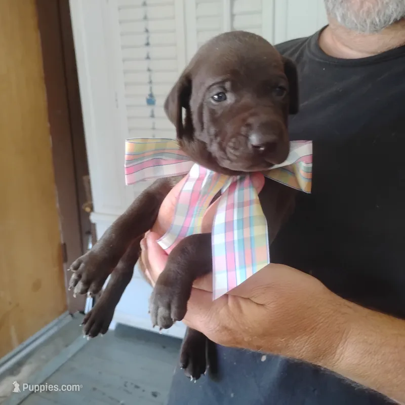 Patricia – German Shorthaired Pointer puppy for sale in Defuniak Springs, FL