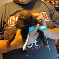 Elmer Fudd , a male German Shorthaired Pointer for sale in Defuniak Springs, FL – 5 of 7