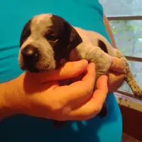 Eddy, a male German Shorthaired Pointer for sale in Defuniak Springs, FL – 1 of 8