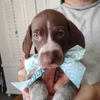 Foghorn Leghorn, a male German Shorthaired Pointer for sale in Defuniak Springs, FL – 8 of 8