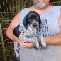 Peach Cobbler, a female German Shorthaired Pointer for sale in Defuniak Springs, FL – 2 of 7