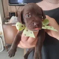 Rusty, a male German Shorthaired Pointer for sale in Defuniak Springs, FL – 5 of 9