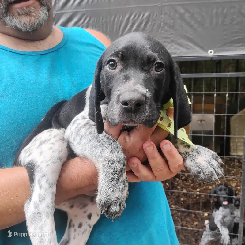 Spumoni  – German Shorthaired Pointer puppy for sale in Defuniak Springs, FL