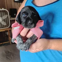 Strawberry Shortcake, a female German Shorthaired Pointer for sale in Defuniak Springs, FL – 3 of 8