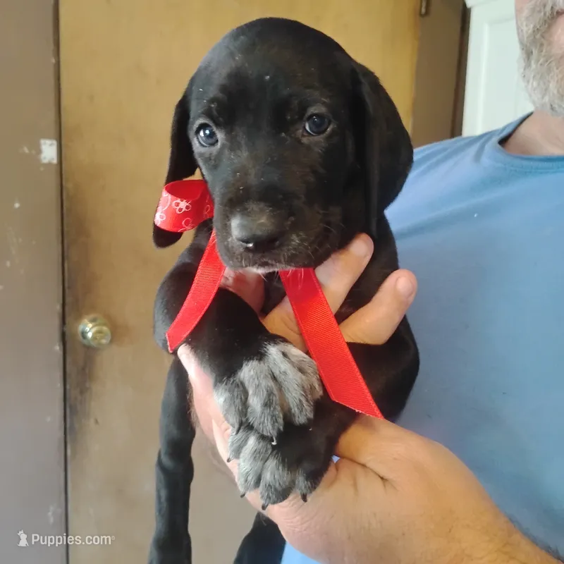 Petunia – German Shorthaired Pointer puppy on hold in Defuniak Springs, FL